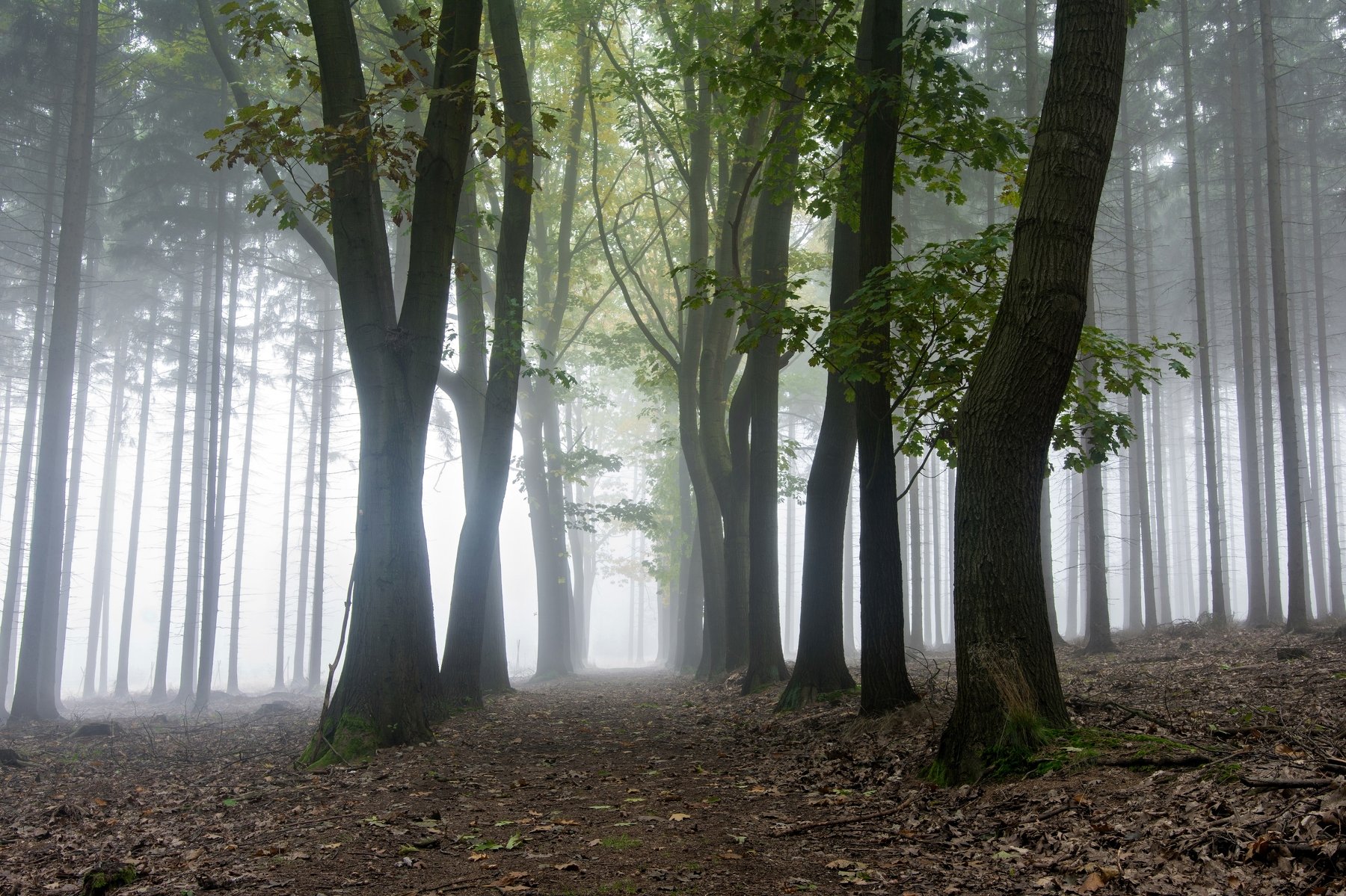 fog,mist,autumn,fall,morning,foggy,misty,nobody,forest,trees,way,road,nature,mysterious,fantasy,, David Charouz