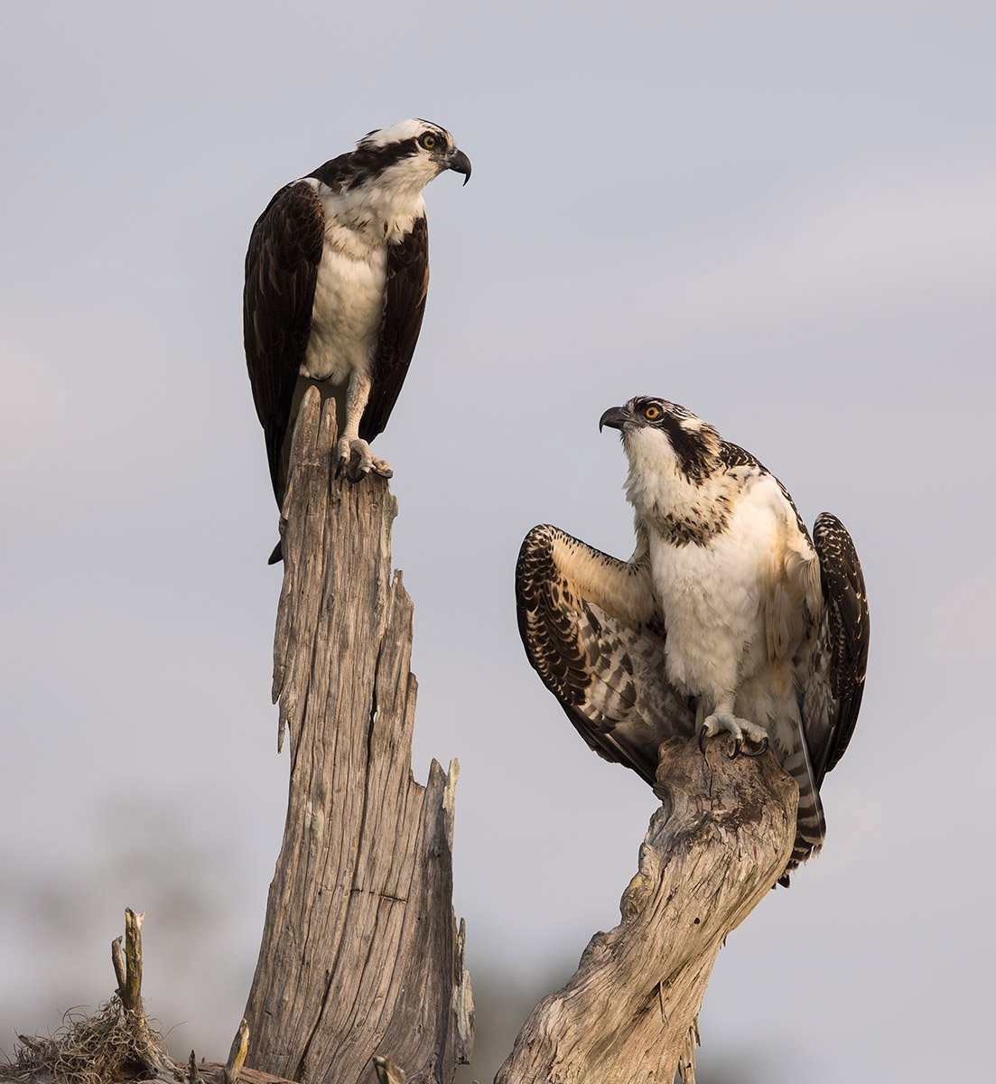 скопа, osprey, florida, флорида, blue cypress lake, Elizabeth Etkind