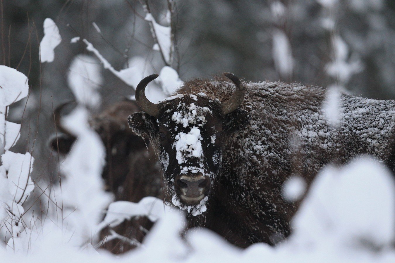 , Андрей Шимчук