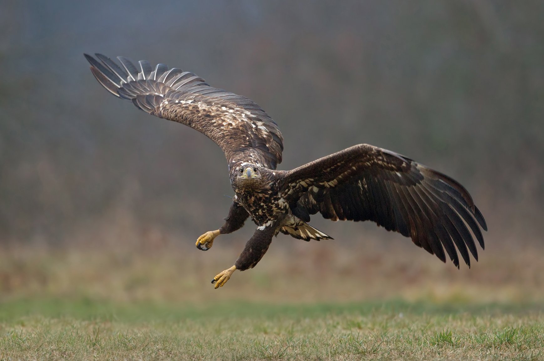 white-tailed eagle,  sea eagle, eagle, Ivan Ivanov