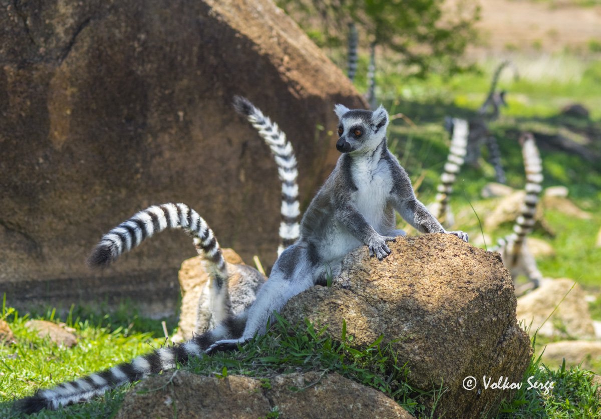 lemur catta, кошачий лемур, ring-tailed lemur, дикая природа, дикие животные, мадагаскар, фотоохота, Сергей Волков