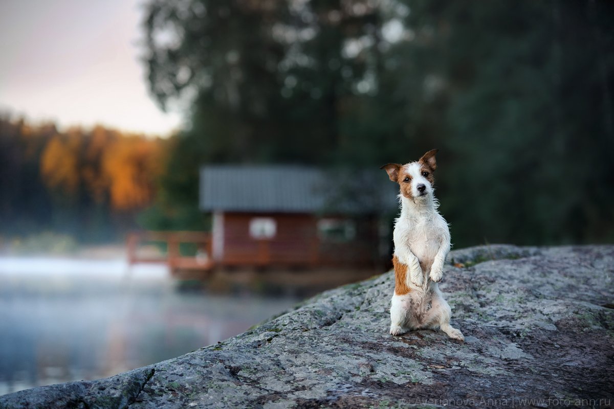 собака, озеро, природа, Анна Аверьянова