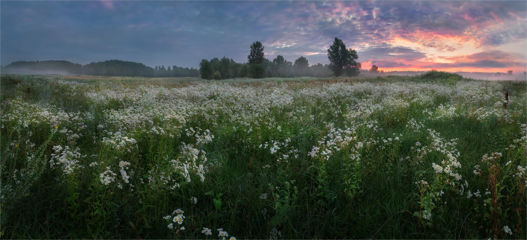утро, луг, цветы, Александр Киценко