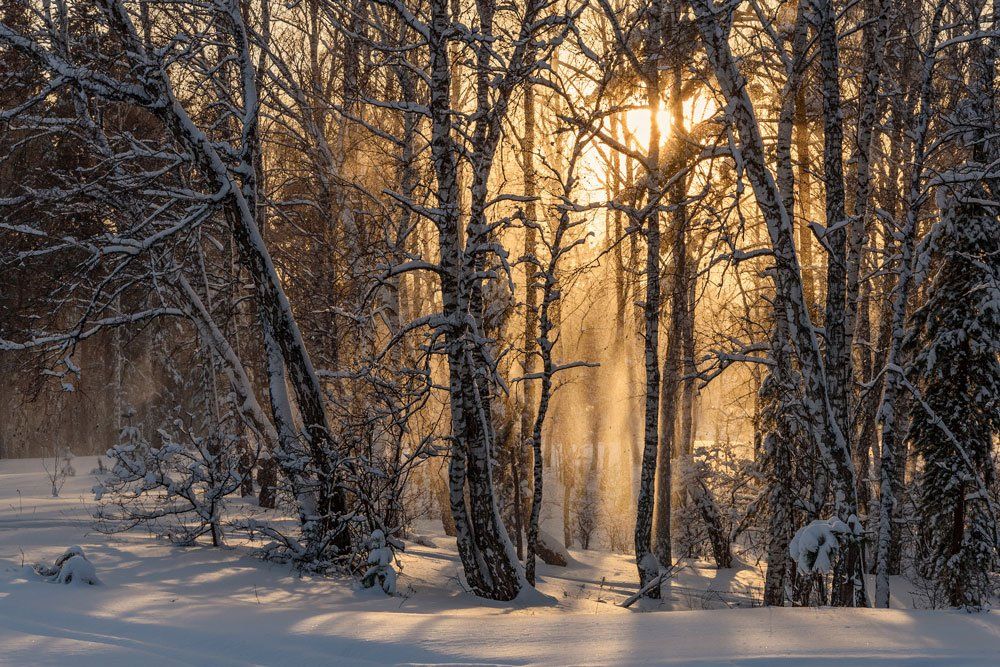 пейзаж, лес, снег, зима, Iri_sha