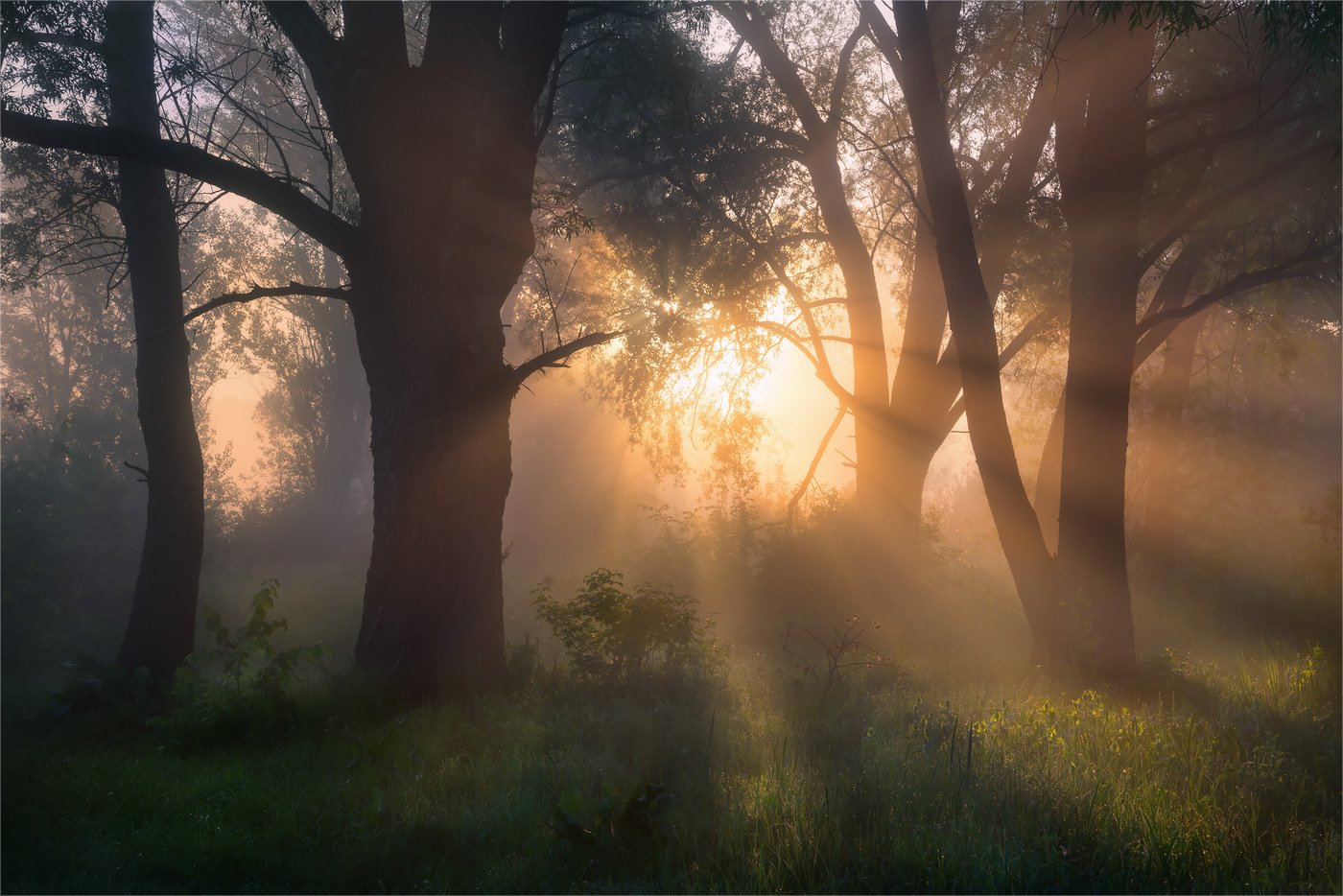 утро, лес, туман, лучи, Александр Киценко