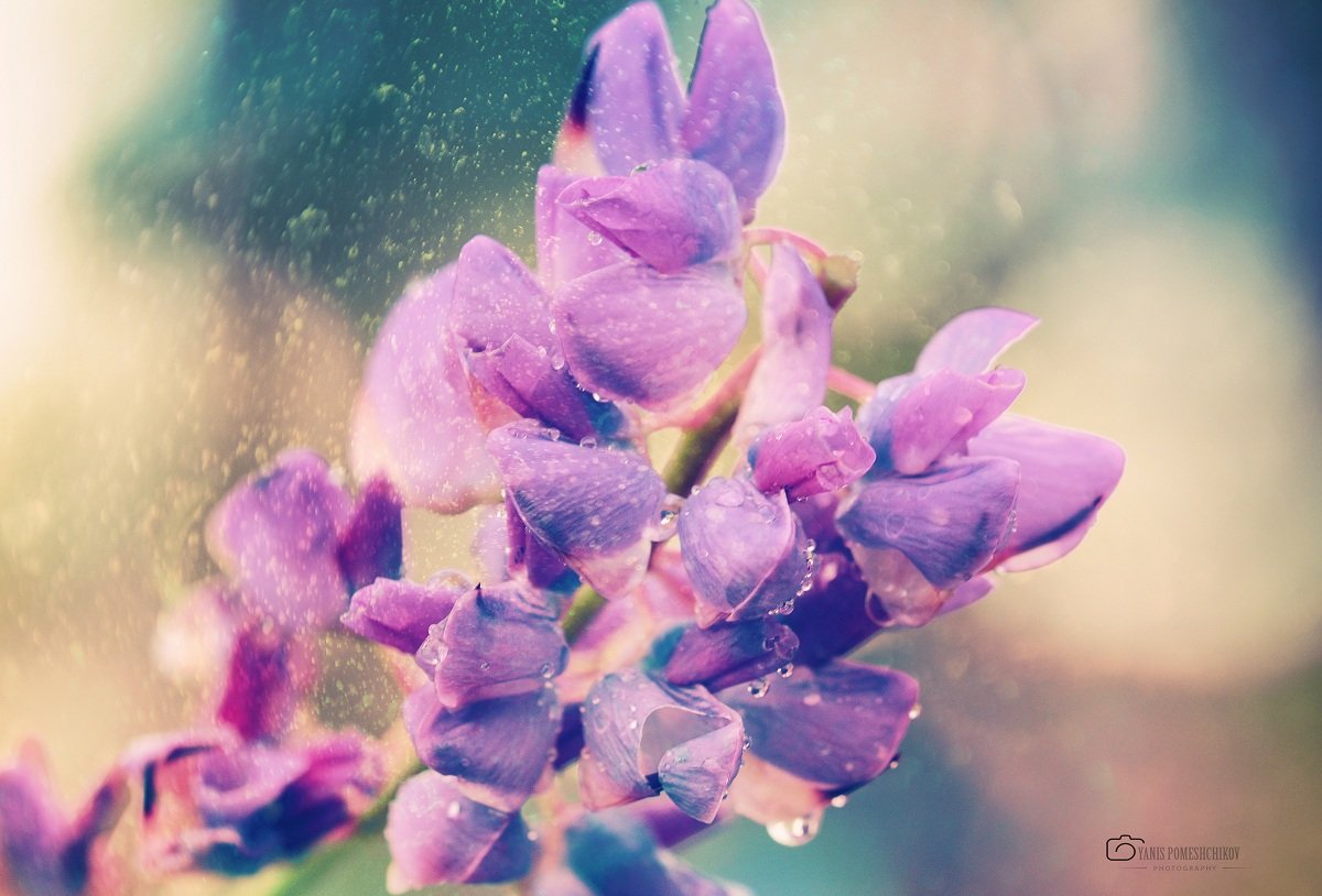 flowers,nature,rain, Помещиков Ян