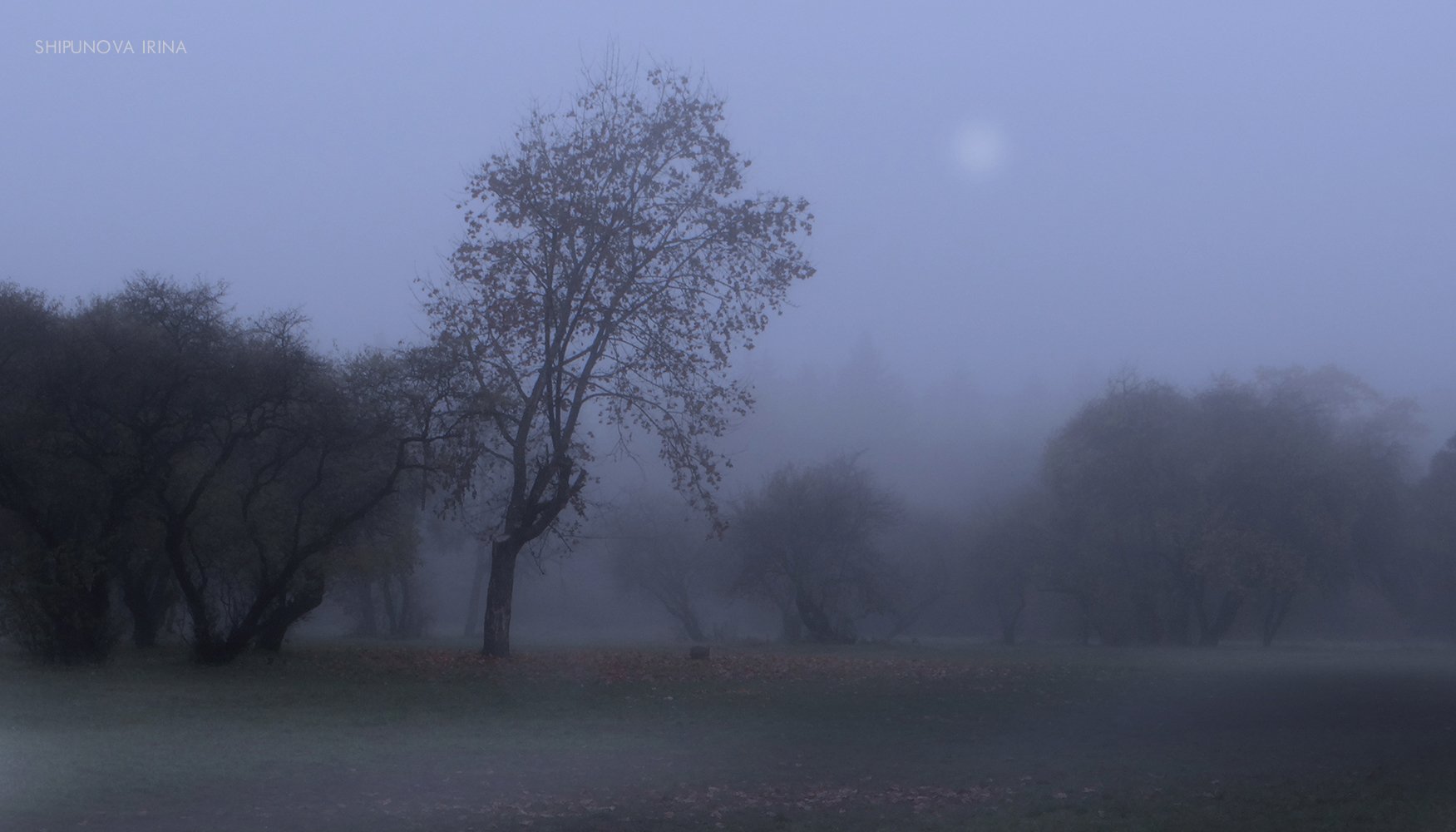 туман деревья иней межсезонье, Шипунова Ирина