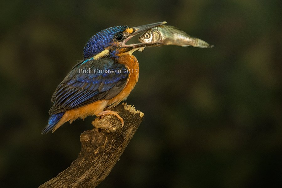 bird, alcedo athis , kingfisher, eating, Budi Gunawan