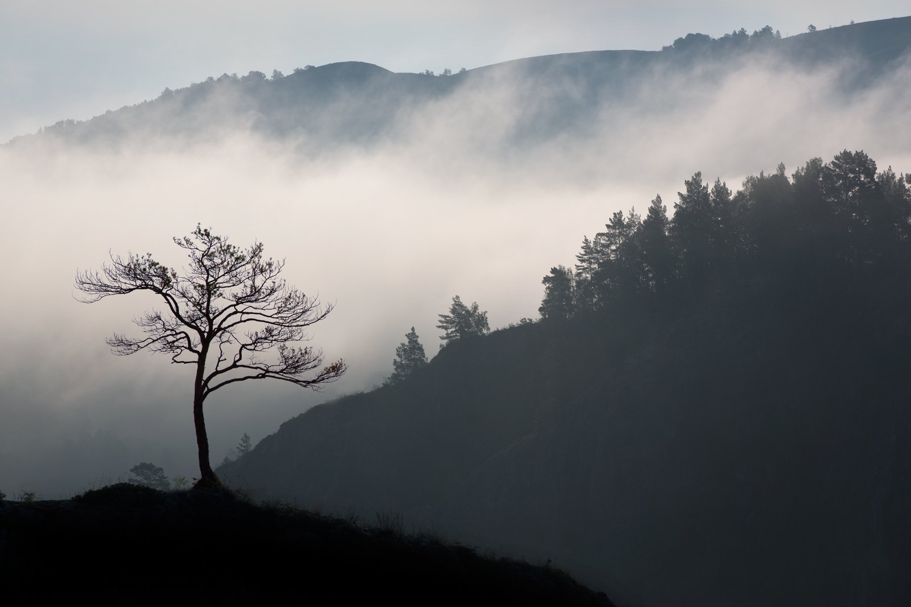 утро, туман,дерево, горы, пейзаж, природа,урал, башкирия,, Олег Грачёв