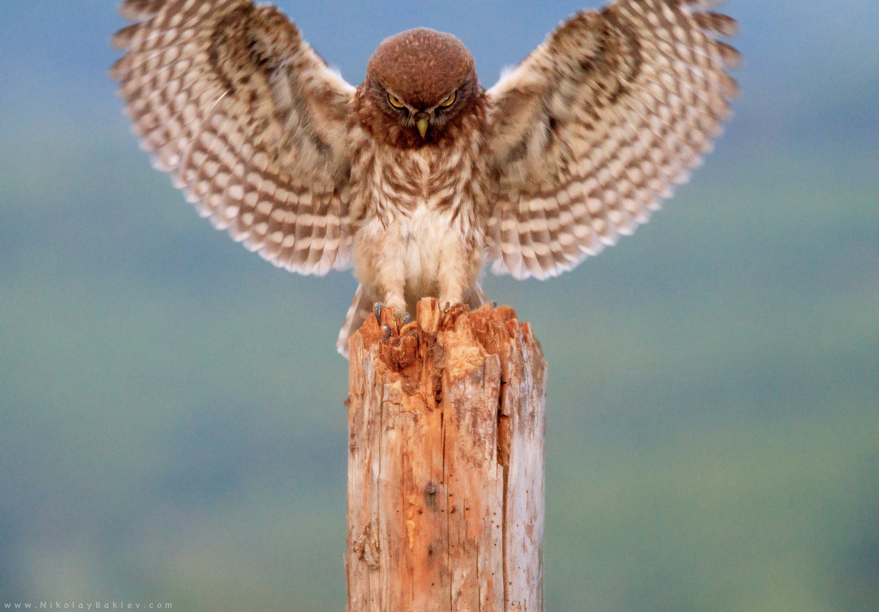 little, Owl, Wildlife, Nature, Bulgaria, Birds, in flight,, Николай Бъклев