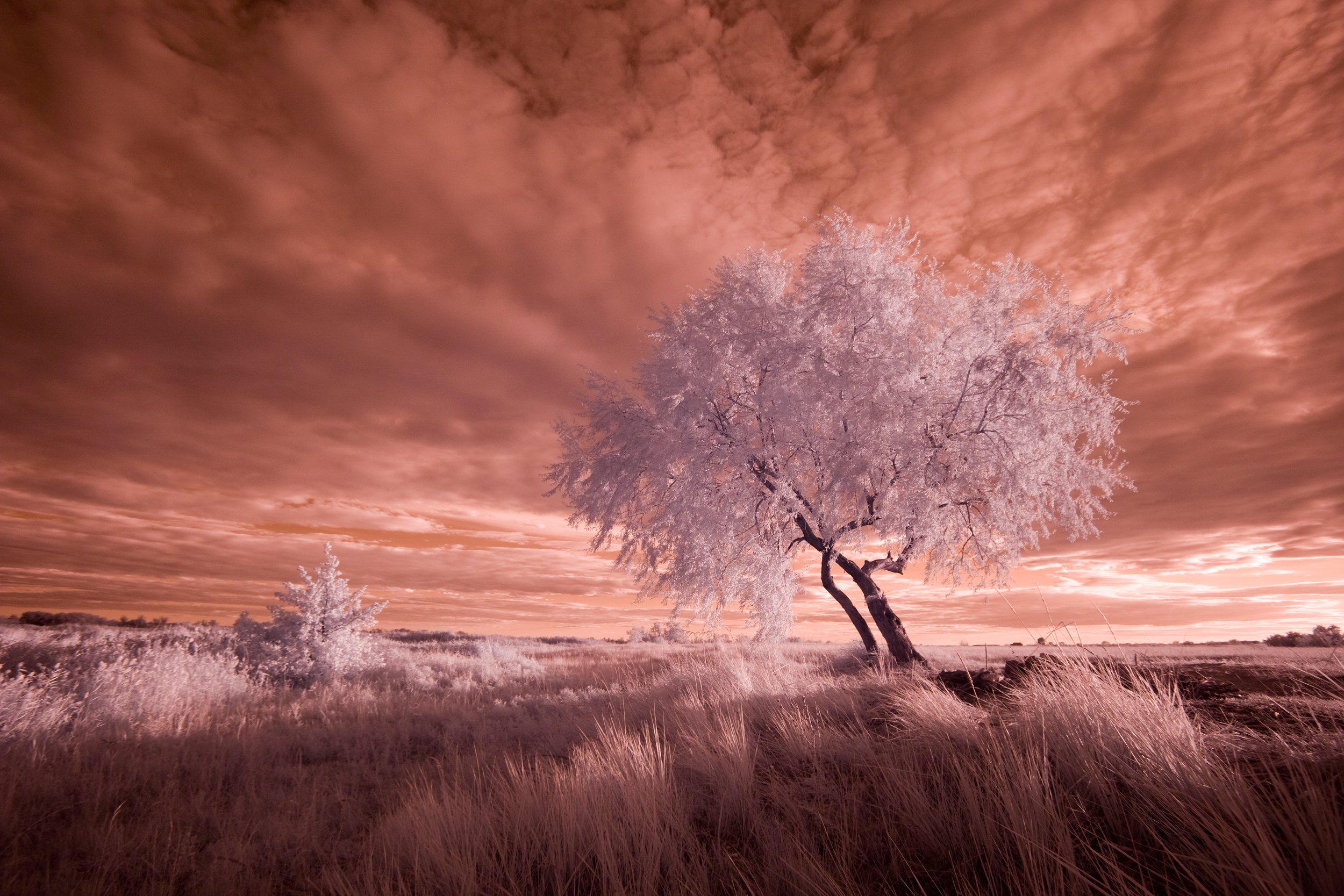 ir,infrared,tree,landscape,sky, инфракрасный, небо, дерево,пейзаж,ландшафт,фильтр,, Олег Грачёв