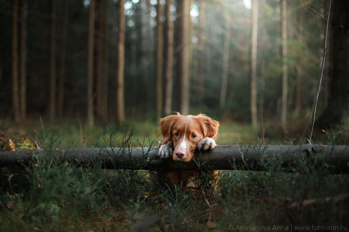 собака, лес, новошотланский  ретривер, грусть , Анна Аверьянова