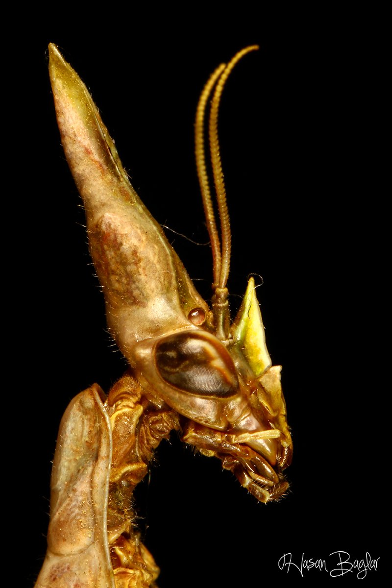 empusa, mantis, potrait, macro, allien, Hasan Baglar