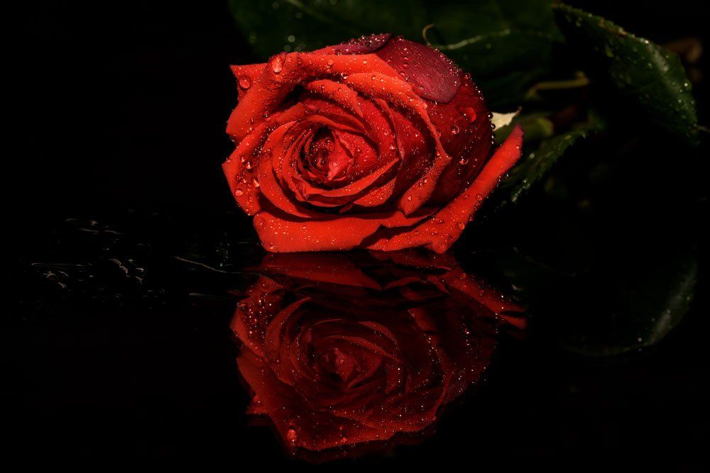 роза, капли, отражения, цветы, Iri_sha