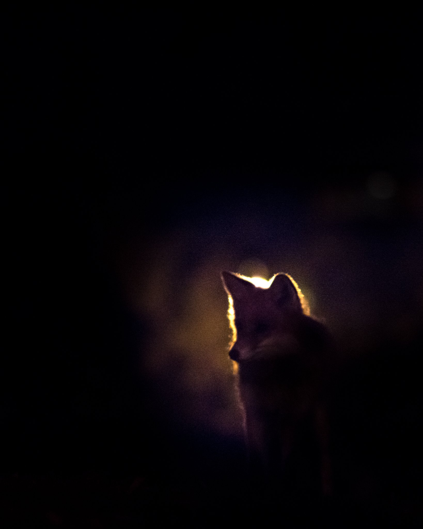 fox, night, darkness, Jarkko Järvinen