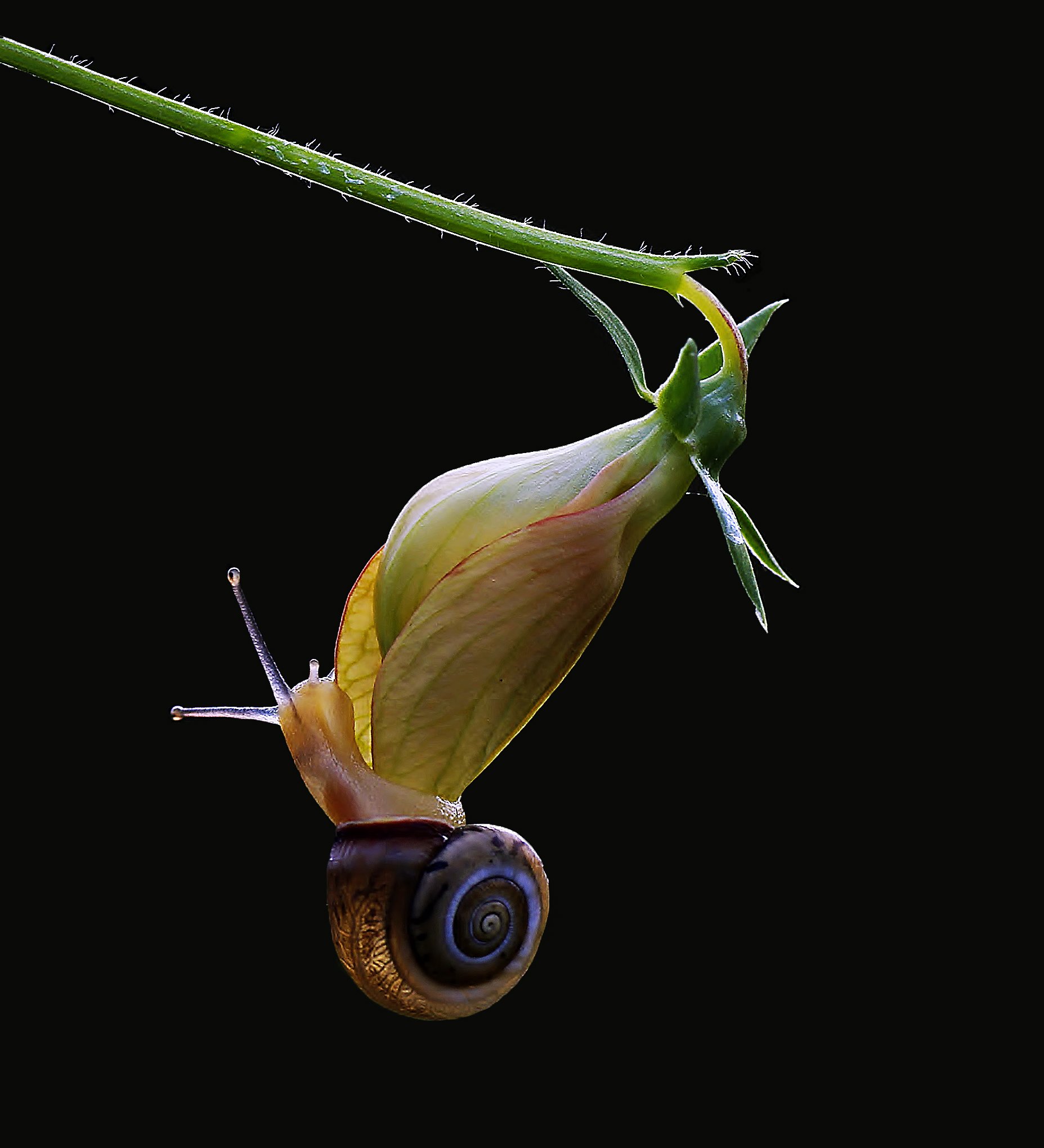 animal,nature,macro,snail,flower,impossible love., Savas Sener