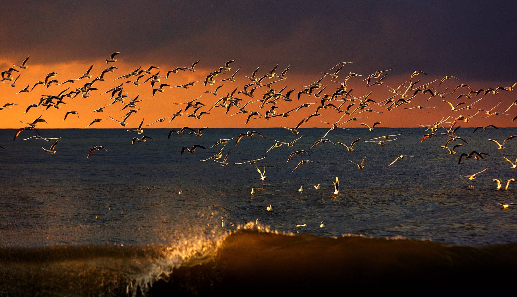 #чайки #море #солнце #шторм #сочи #природа #волны #брызги, Сергей Найбич