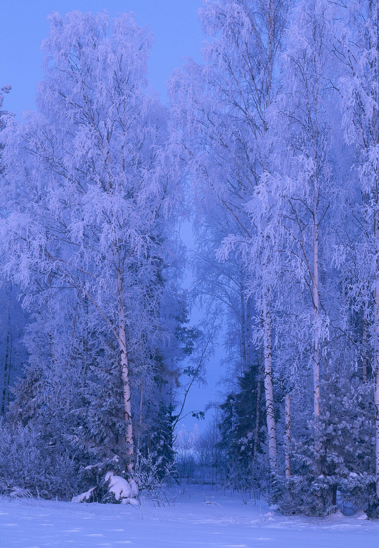 Зима,изморозь., Владимир Рябков