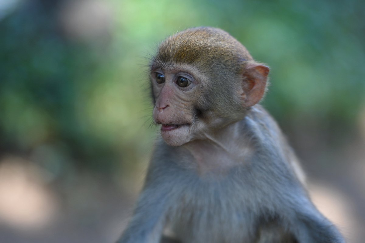 мудрая, Александр Маркелов