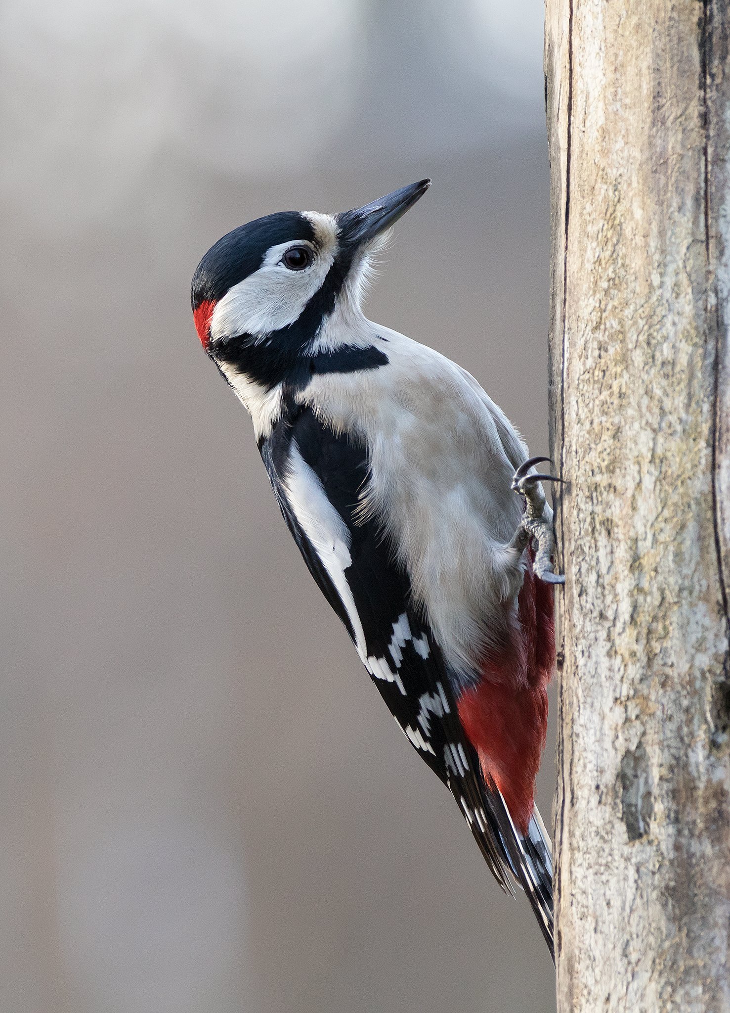 great spotted woodpecker, woodpecker, birds, nature, wildlife, Maria Kula
