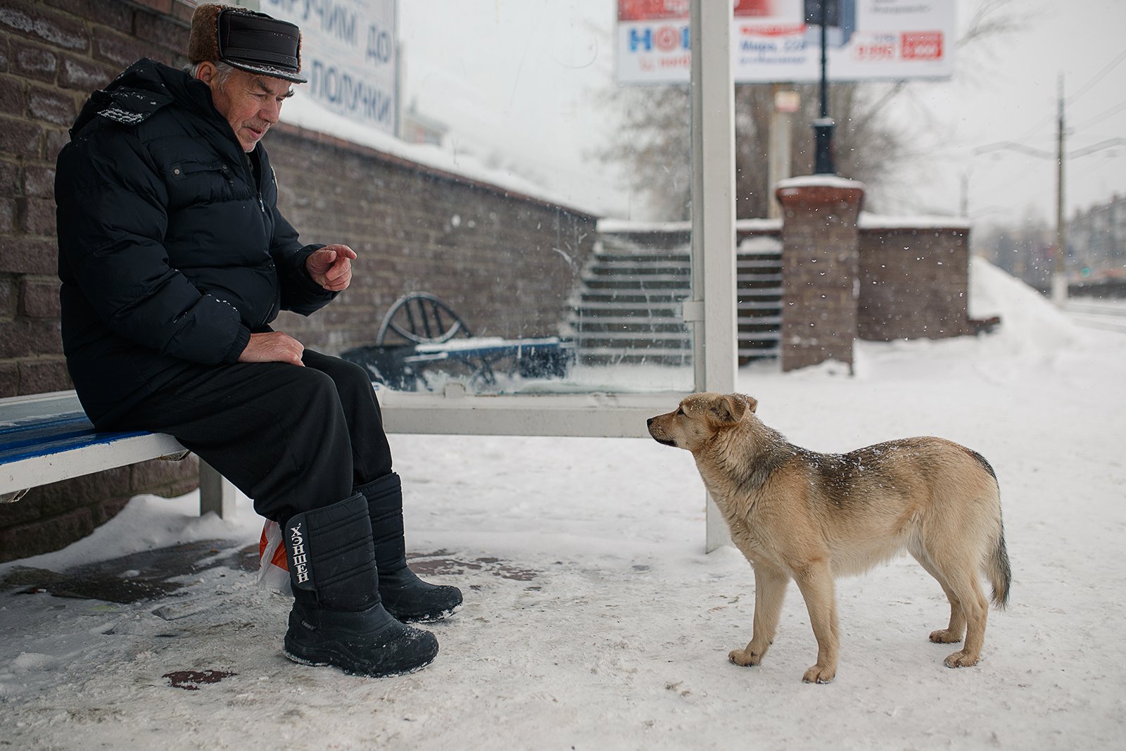 улица, город, уличная собака, мужчина, Евгений Толкачёв