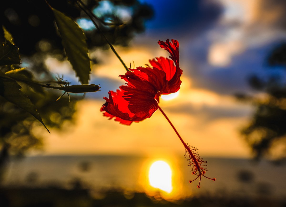 #цветок #пестик #тычинки #море #солнце #цветы #тайланд #природа #остров #кочанг, Сергей Найбич