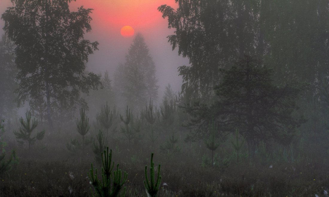 утро,туман,рассвет, Андрей Дитковский