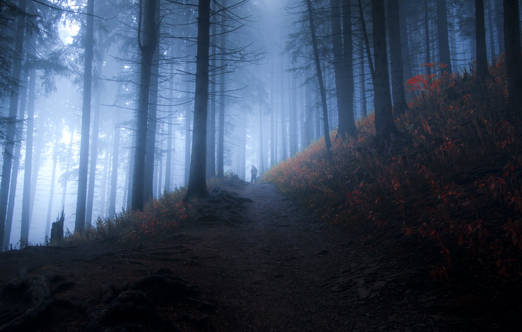 landscape, nature, forest, trees, fog, mist, Jacek Jędrzejczak