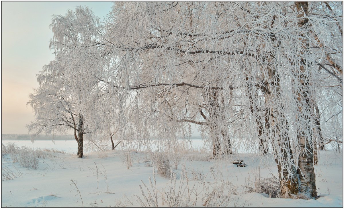 Песня белым инеем занесло. Грустная береза зимой картинки. Зимой Белос растение накрылось под березой накрылось. Вся в инее — в сизом Каракуле - Березка стоит за мостом,. Почему зимой береза накрывается белые.