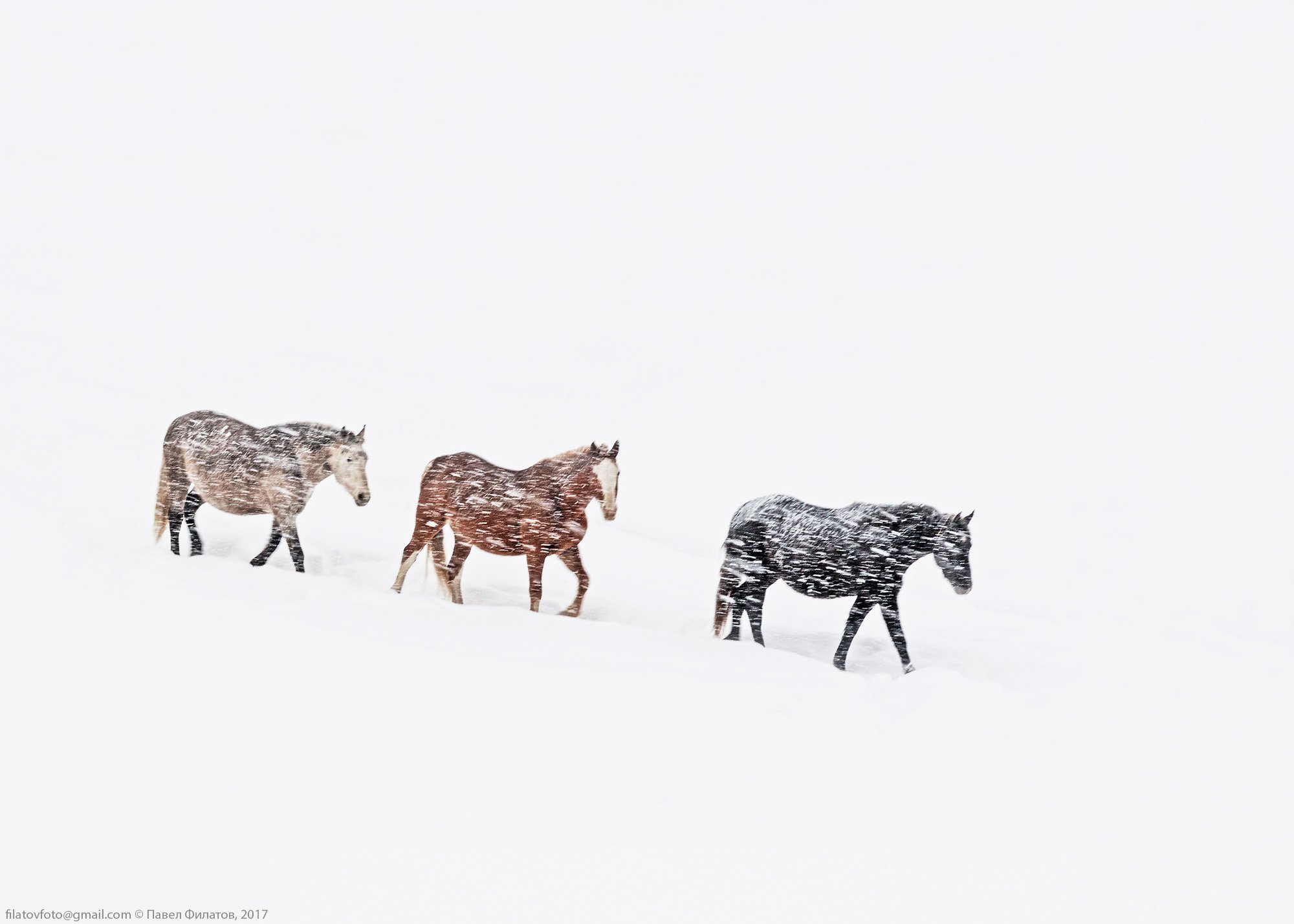 #алтай #сибирь #siberia #павел_филатов #pavel_filatov #filatovpavelaltai #снег #снегопад #буран #красногорье #красногорское #предгорья #метель #кони #fog #snow #blizzard #horses, Павел Филатов