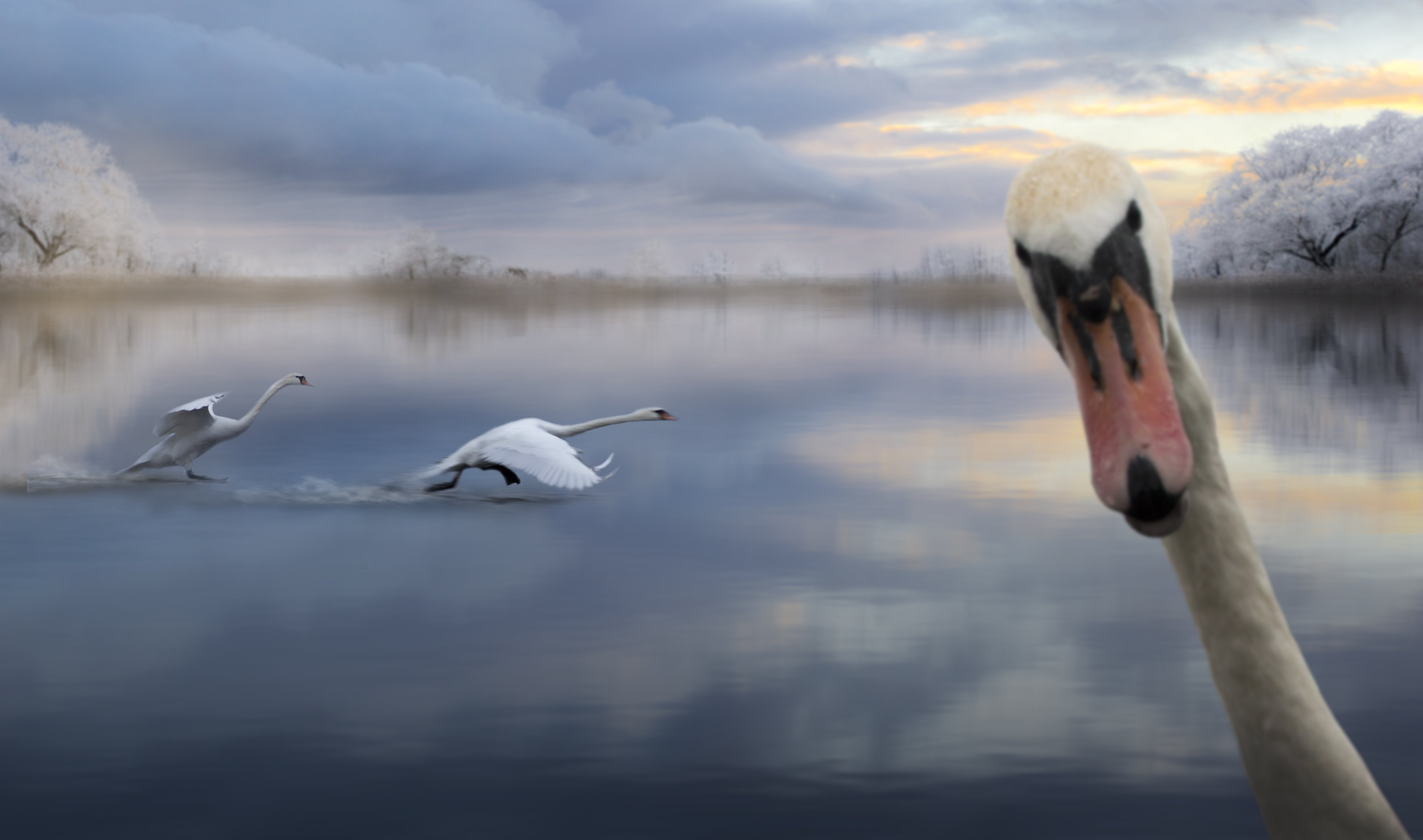 лебеди, озеро, зима, птицы, полет, река, пейзаж,, Фото Брест