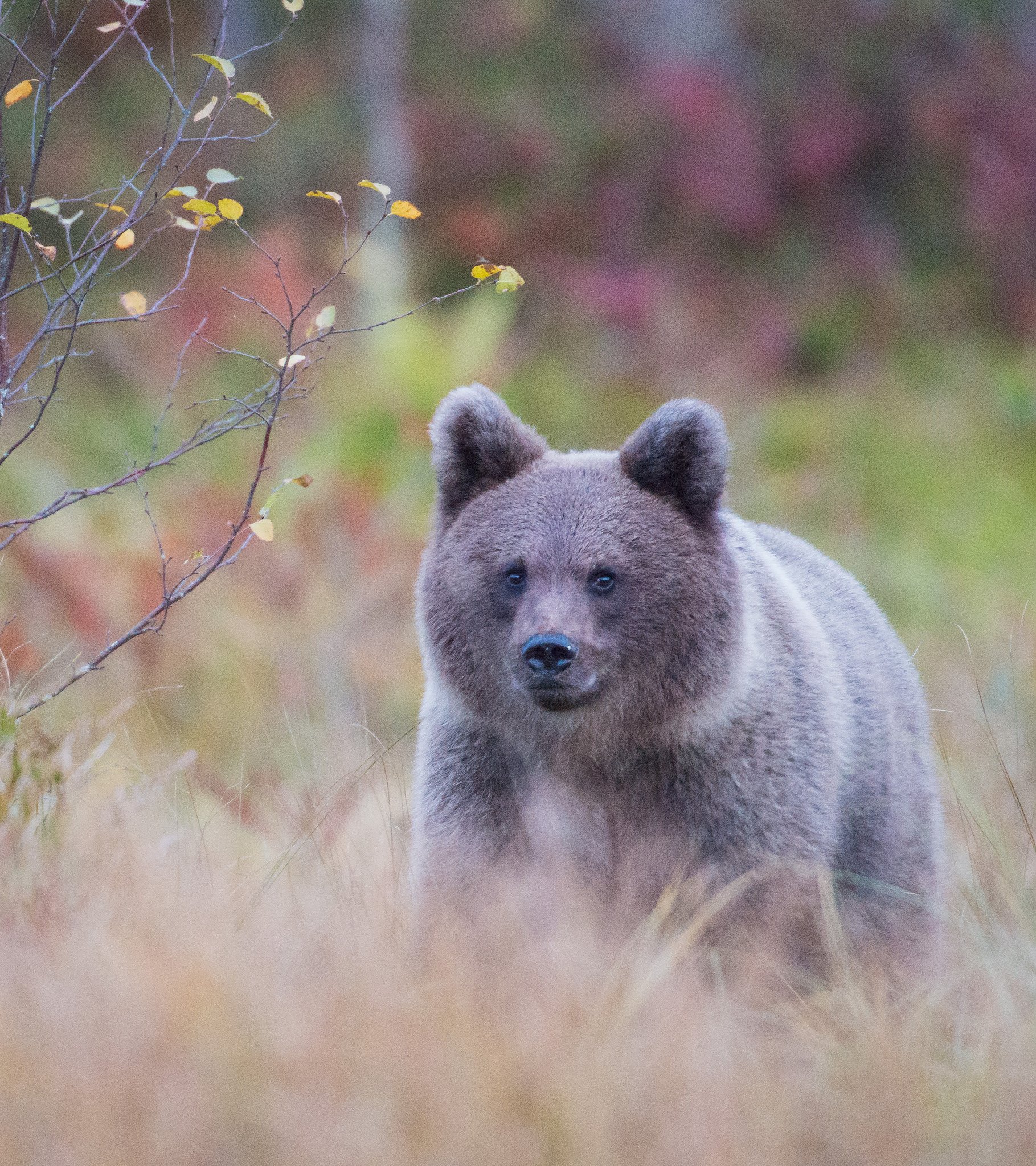 Bear, cub, autumn, Finland, Jarkko Järvinen