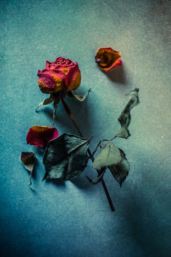 #still life #rose #old #texture, Evelina Petkova