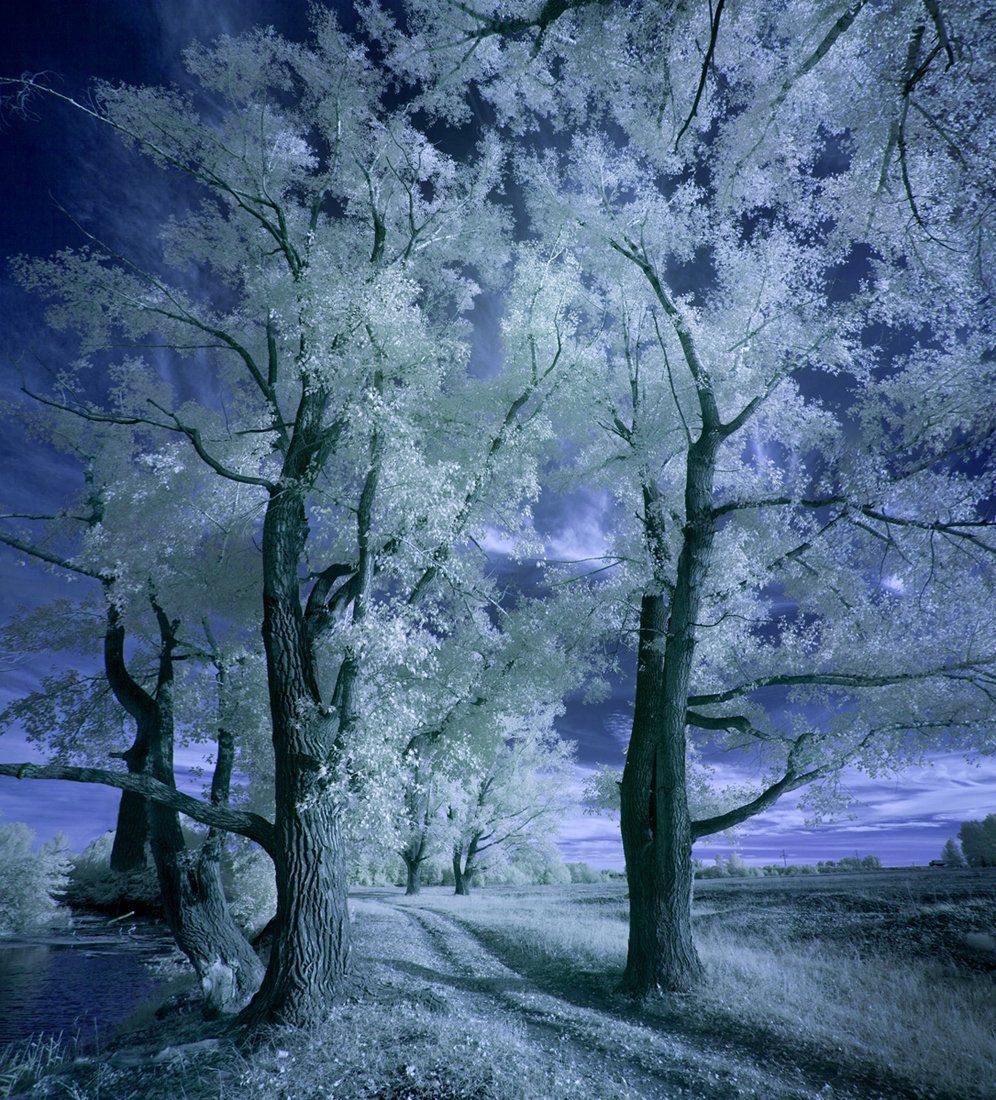 ir, infrared, tree,landscape.инфракрасный,мечта, сновидение,пейзаж,фильтр,, Олег Грачёв