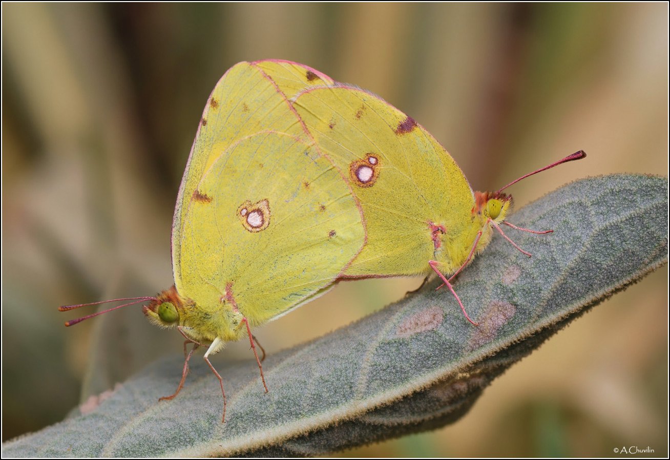 парочка бабочки желтушки армения crocea, Александр Чувилин