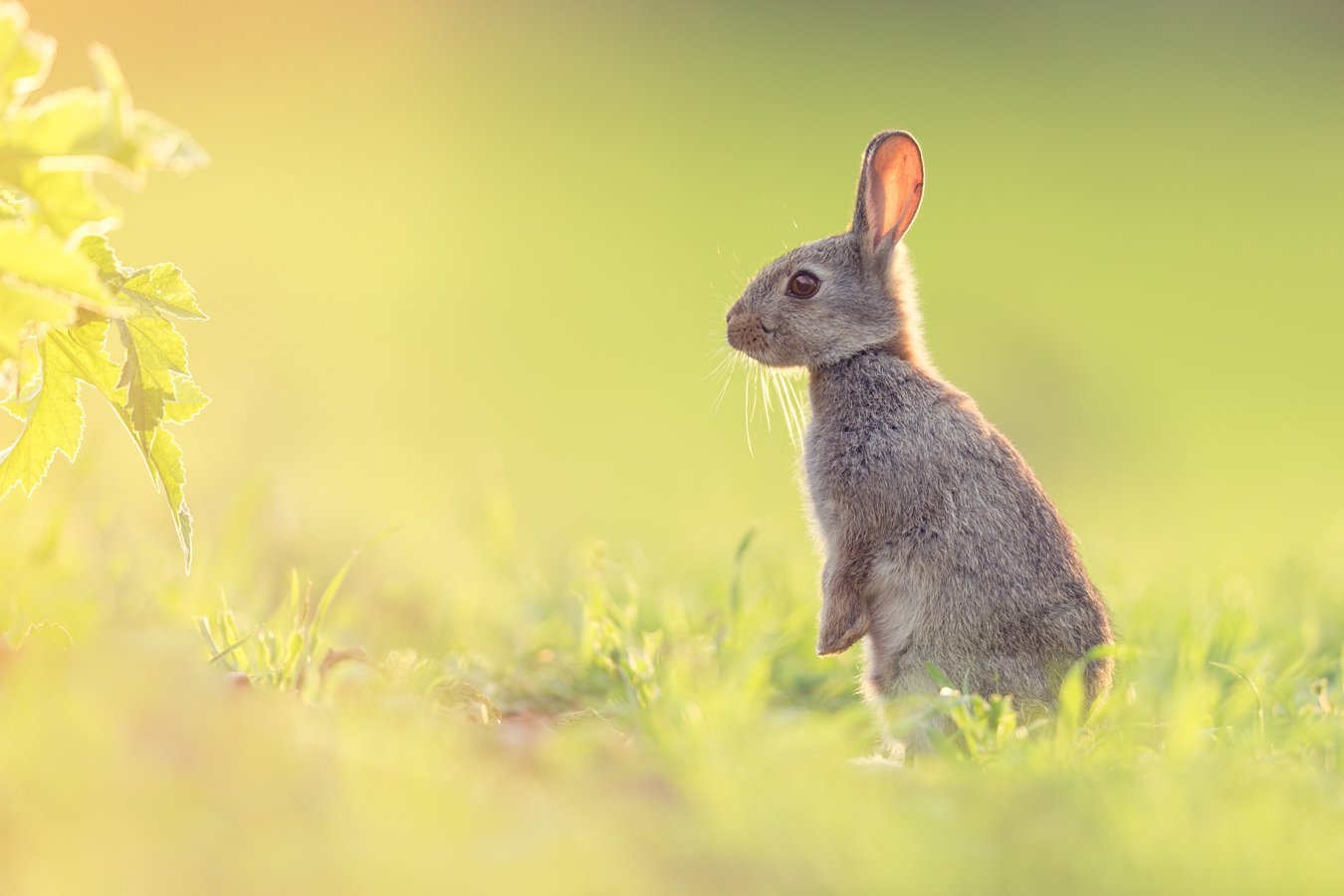 rabbit, Marcin Kaczmarkiewicz