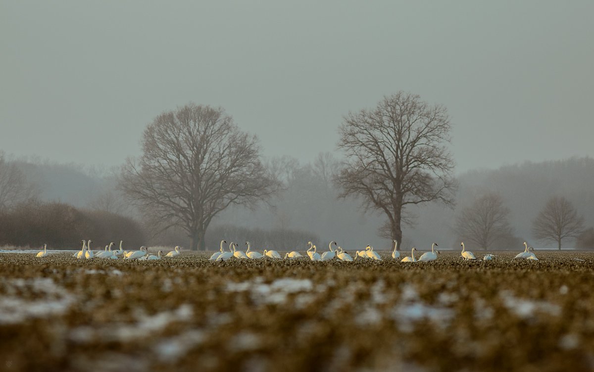 swans, field, wildlife, Wojciech Grzanka