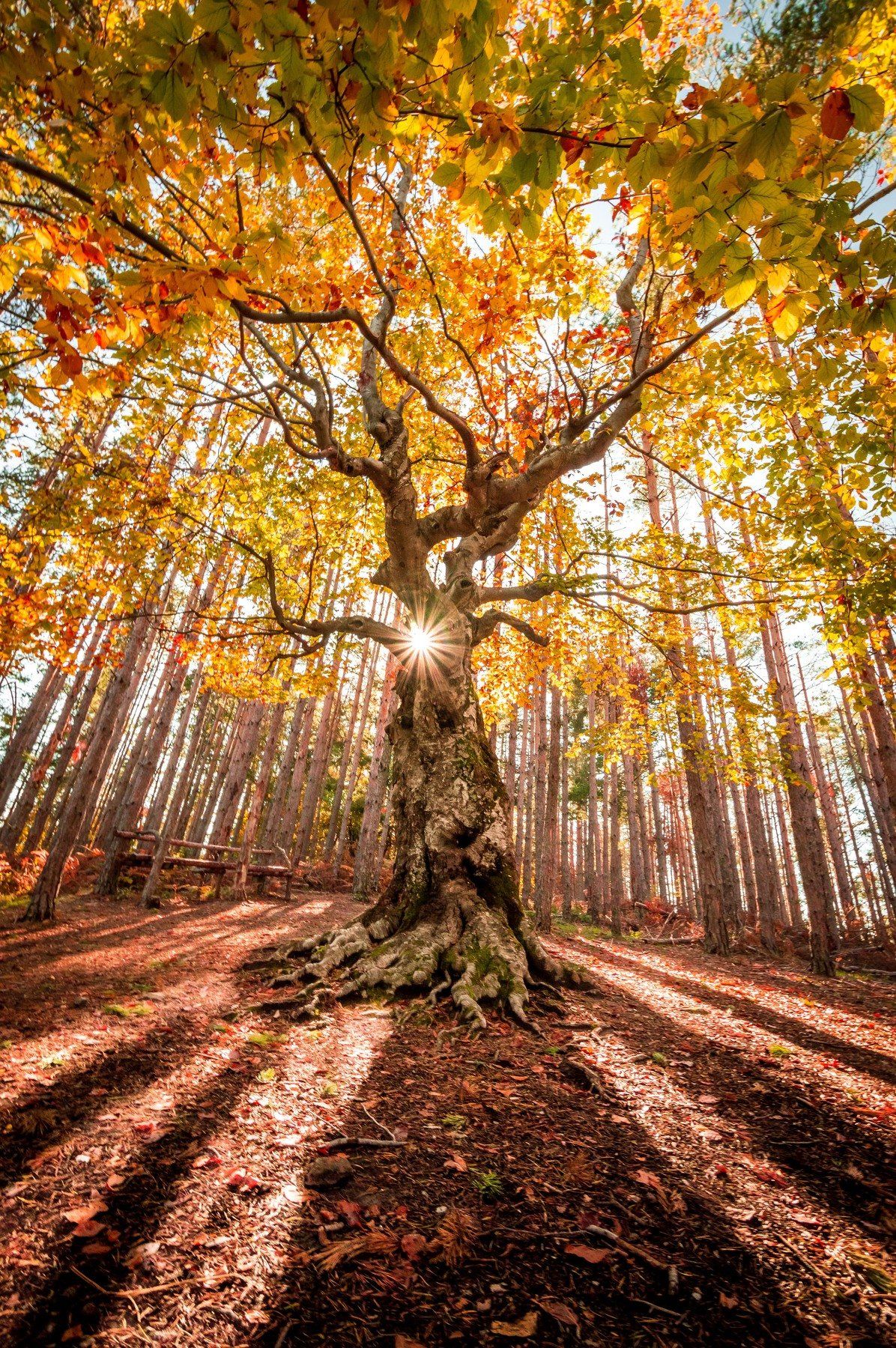forest,tree,nature,autumn,sun,sunstar, Jeni Madjarova