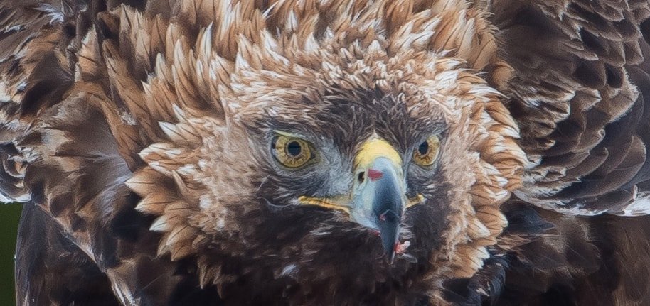 Golden Eagle, Finland, Jarkko Järvinen