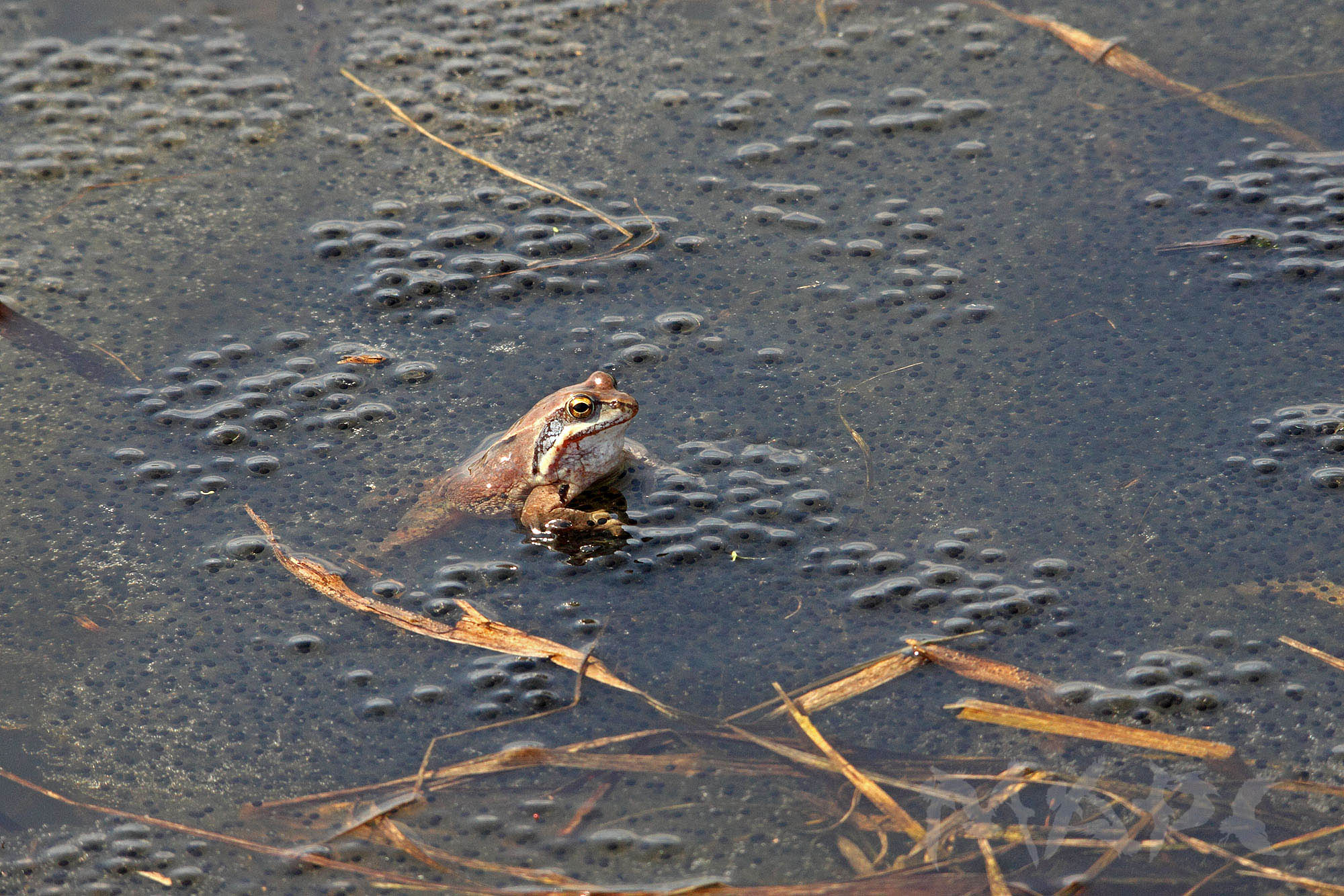 животные земноводные лягушка икра весна озеро, Шангареев Марс