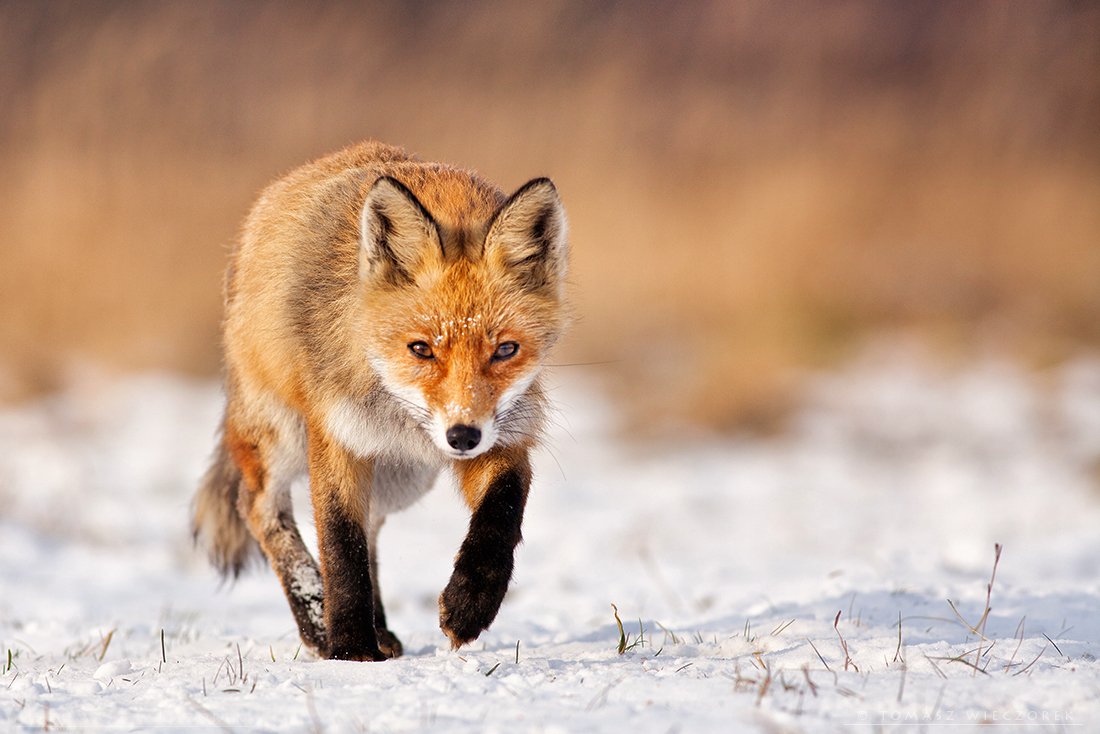 fox, fuchs, vulpes, poland, wild, wildlife, winter,, Tomasz Wieczorek