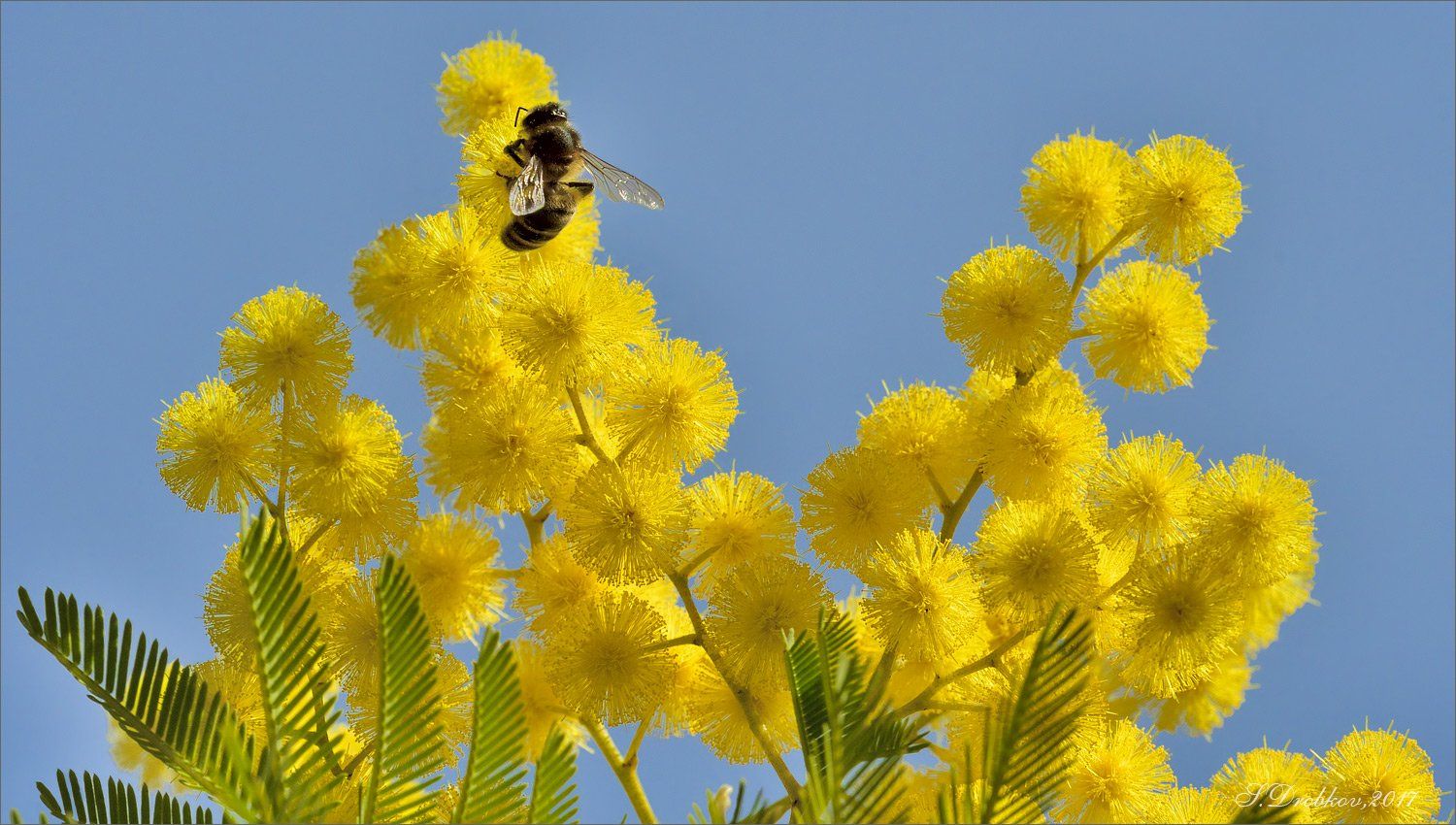 мимоза, цветы, пчела, небо, зима, Sergey Drobkov