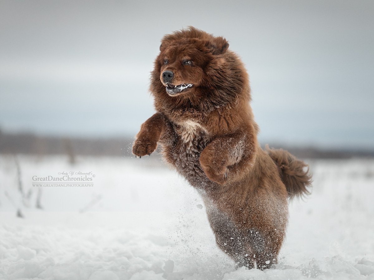 tibetan mastiff, Андрей Селиверстов