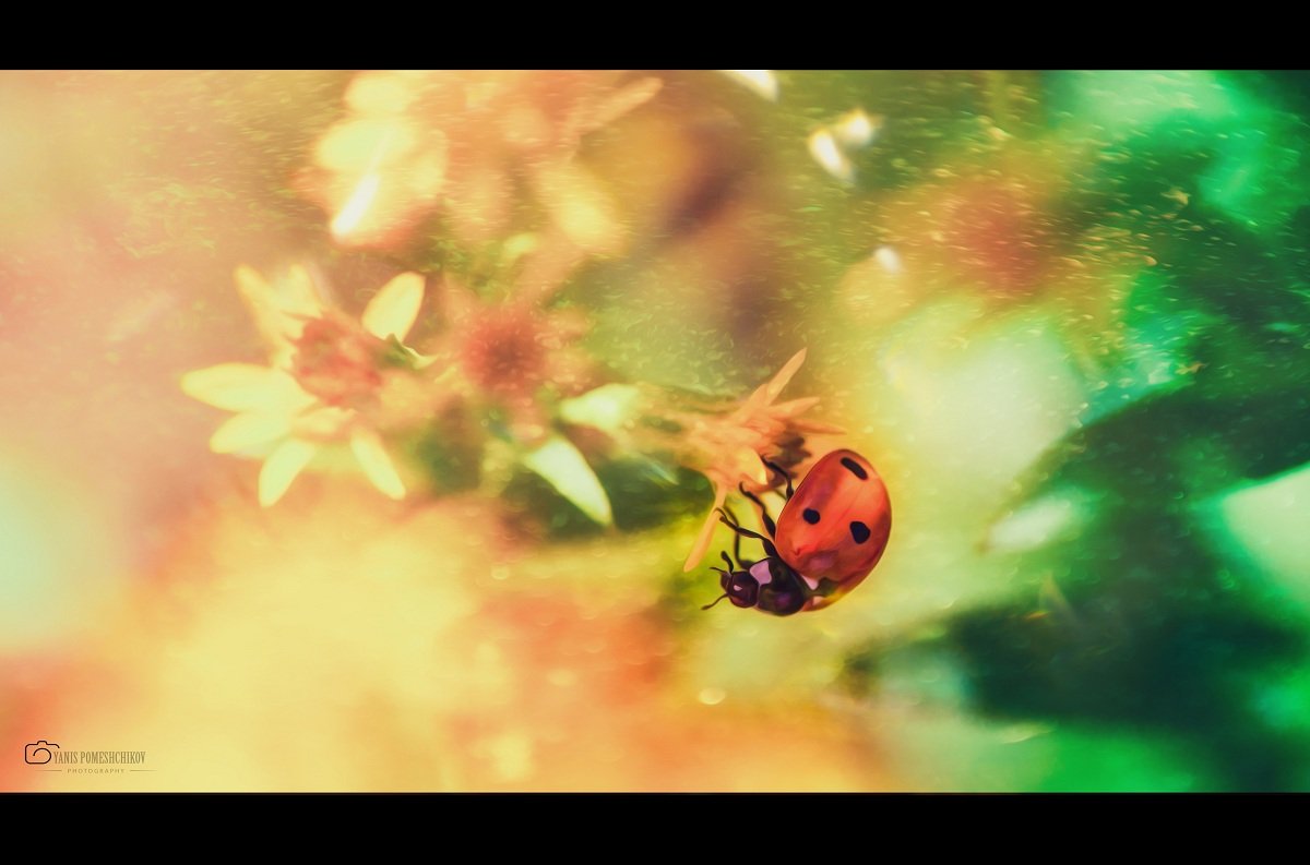 ladybug,nature,insects, Помещиков Ян