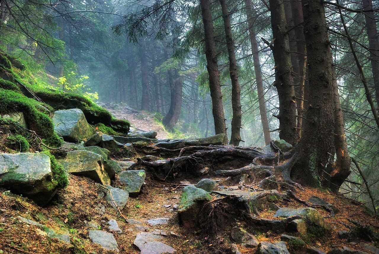 карпаты, лес, камни, ель, дождь, туман, d80, Лопухов Сергей