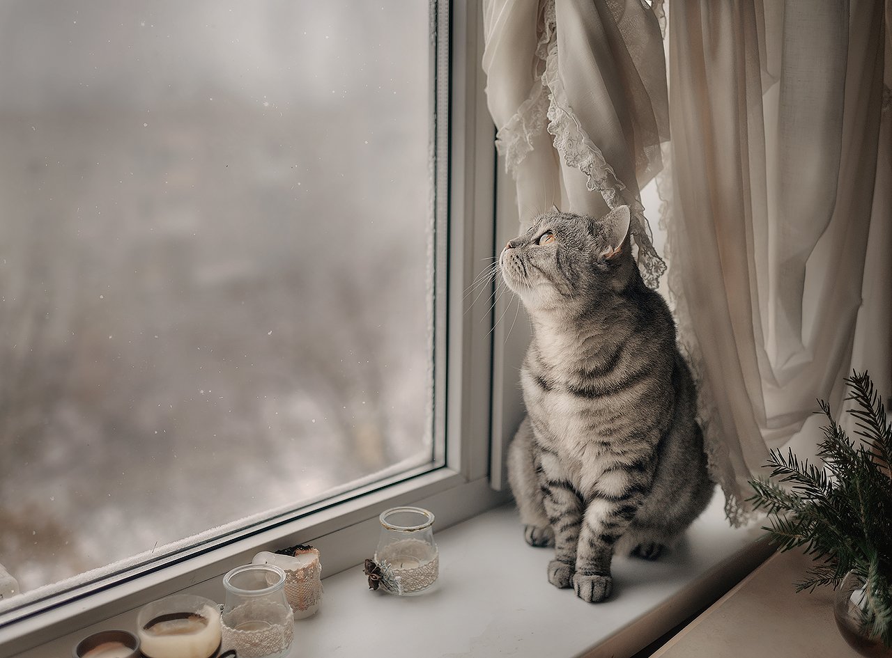 кот, окно, зима, уют, серый, занавес, Власко Алена