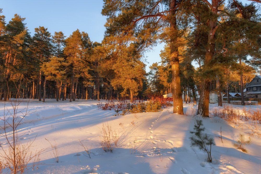 пейзаж,сосны,сосновый бор,природа,вечер,закат,зима,дорога,лес,снег, Юлия Лаптева