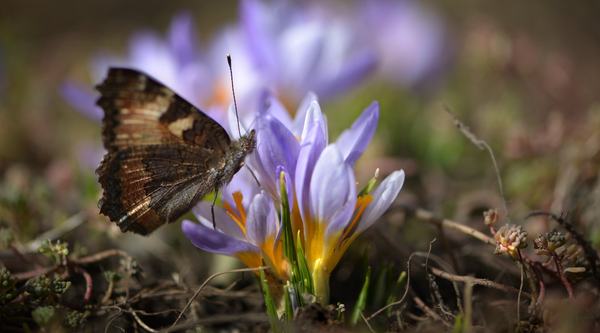 природа, макро, весна, цветы, крокус, бабочка, крапивница,, Неля Рачкова