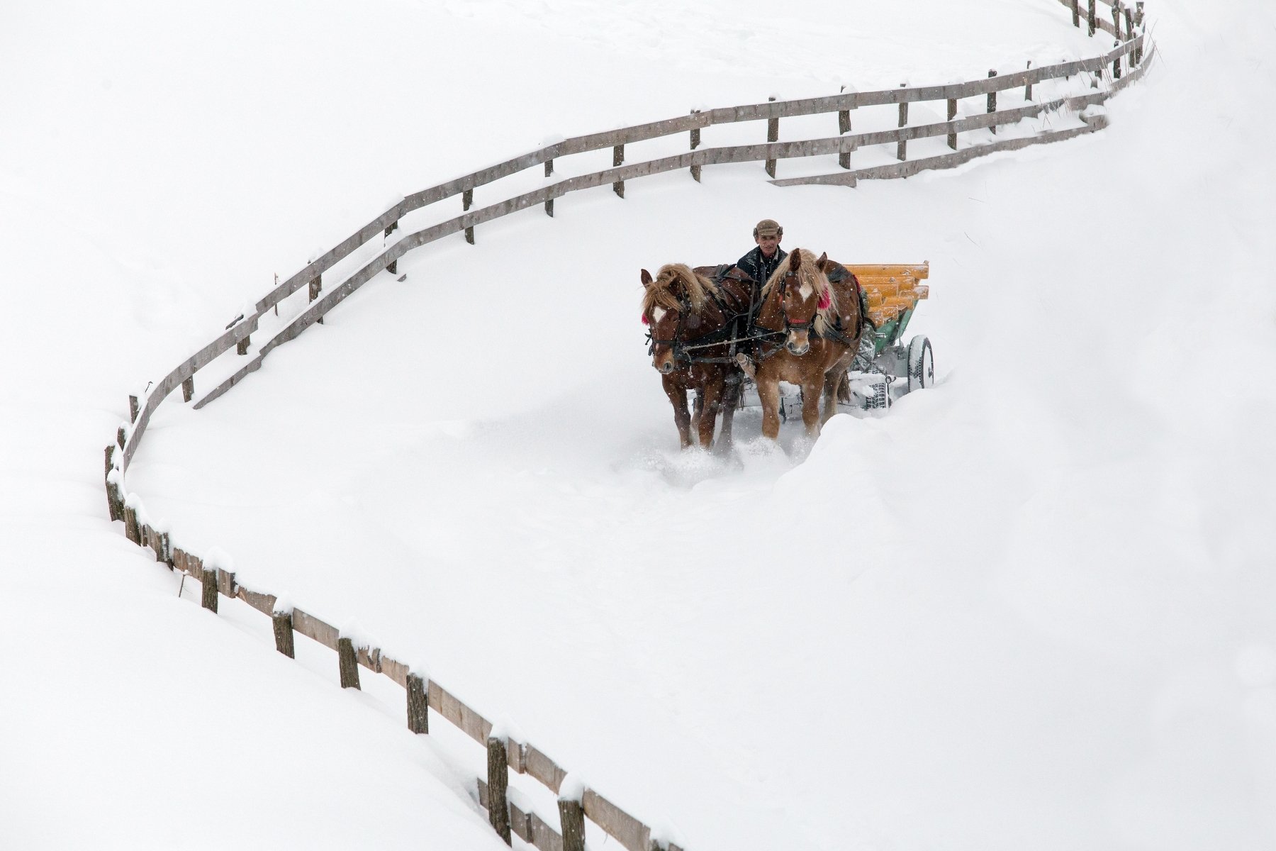 winter,snow,fence,horse,white,, Marius Turc