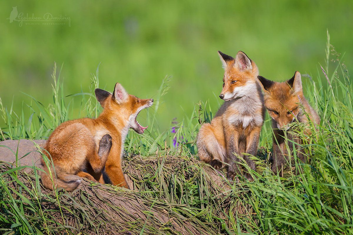 foxes, fox, animals, wildlife, gape, животные, дикая природа, лисы, лисята, лиса, Голубев Дмитрий